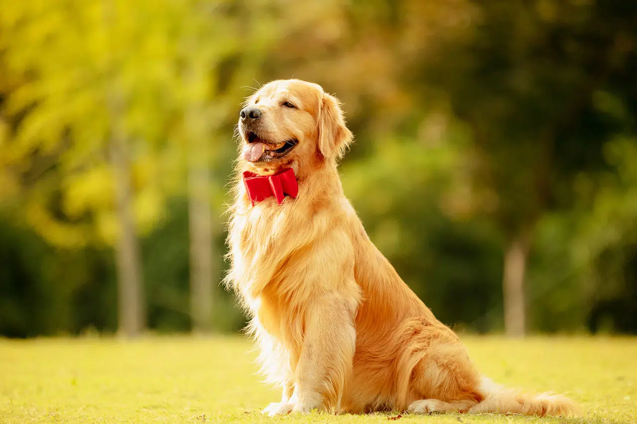 Animal Nutrition