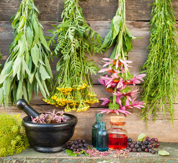 Professional Plant Extract Manufacturers