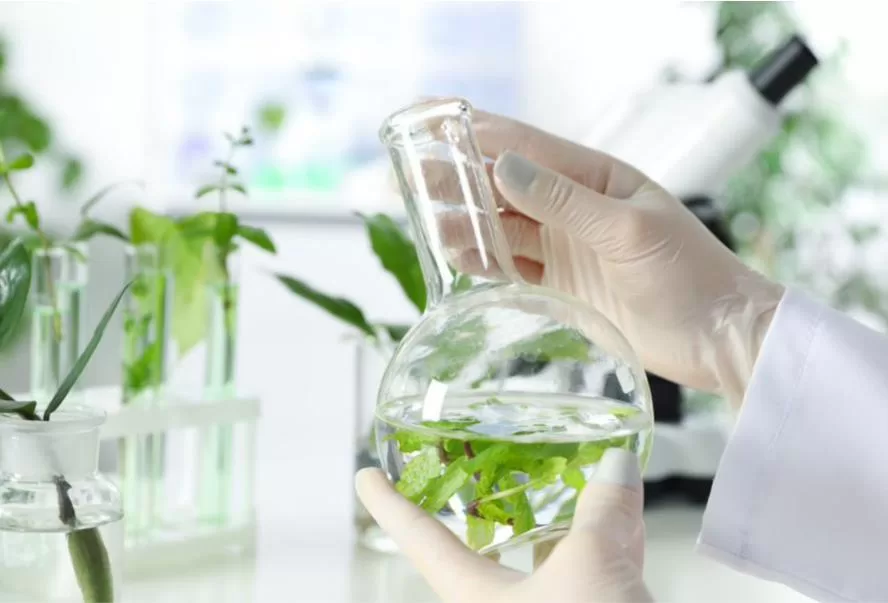 Plant Extracts