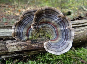 Turkey Tail Mushroom