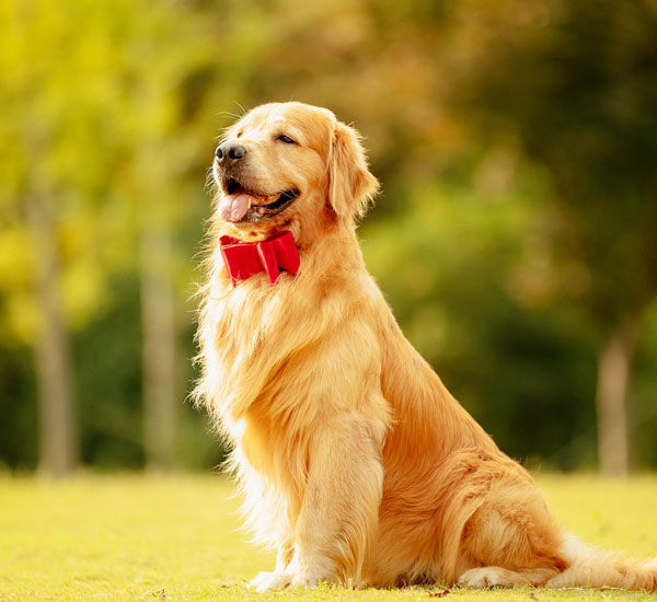 Animal Nutrition Ingredients Manufacturers