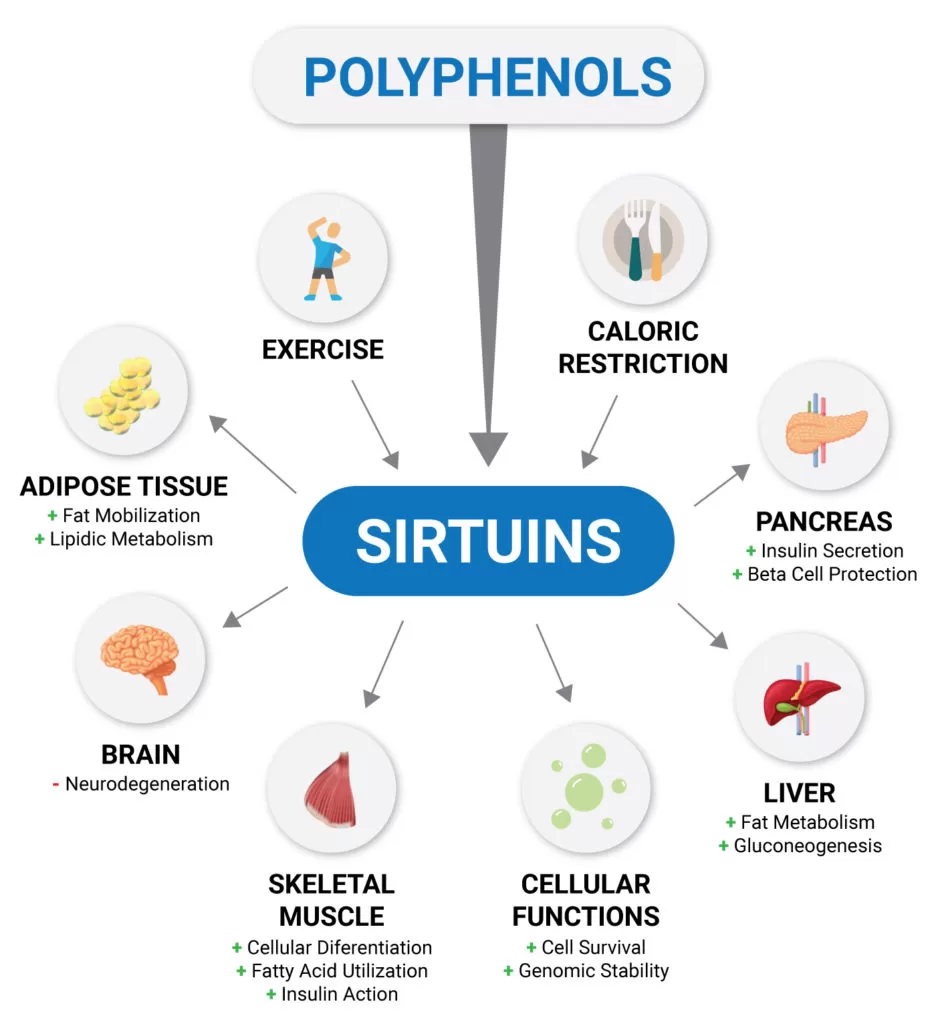 Activating sirtuins to slow the aging process