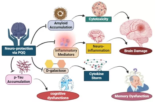 Antioxidant Properties
