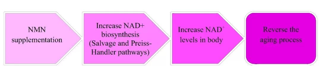 NMN vs. Other Longevity Supplements