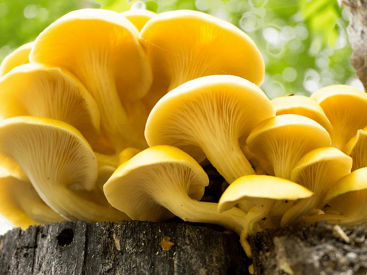 The Power of Ergothioneine in Human Health