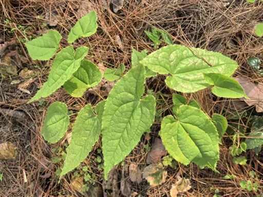 Epimedium raw material base Epimedium raw material base