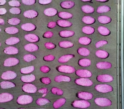 Drying Process