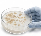 Microbiological and safety testing