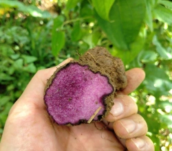 Raw Material Selection